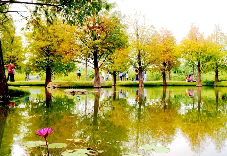 桃園落羽松景點 桃園落羽松景點