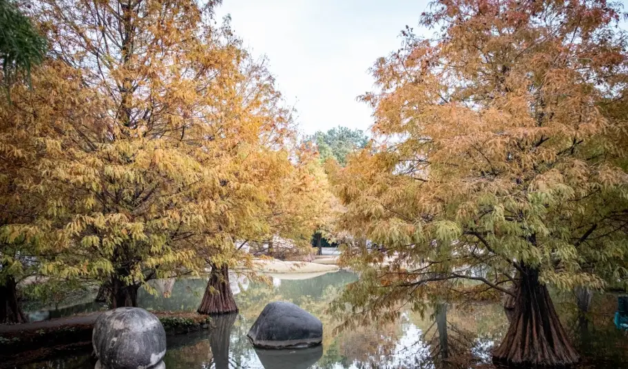 青塘園落羽松 青塘園落羽松