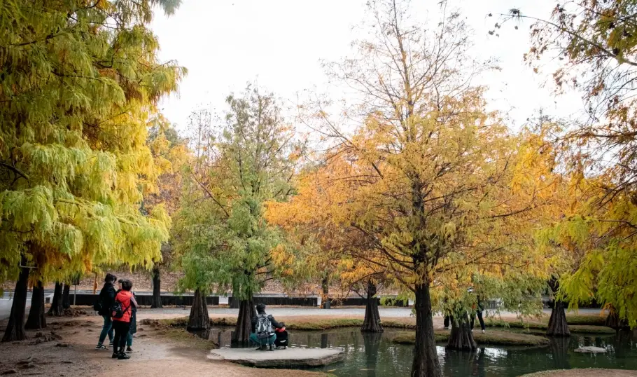 青塘園落羽松 青塘園落羽松