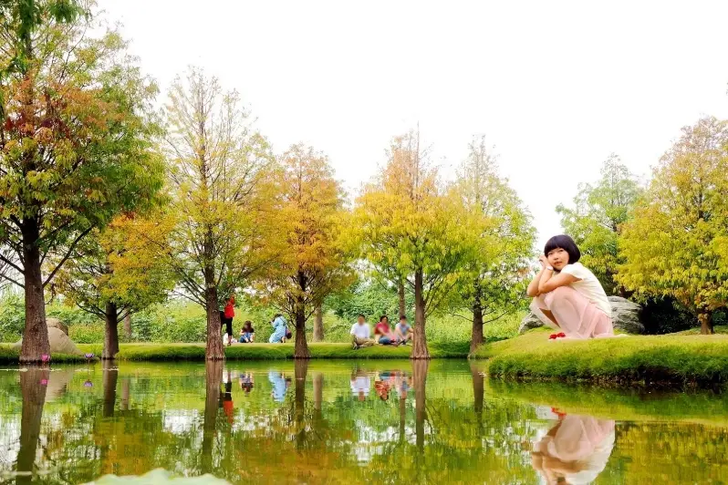 青塘園落羽松 青塘園落羽松