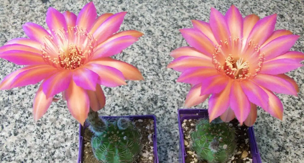 仙人掌不開花 仙人掌不開花