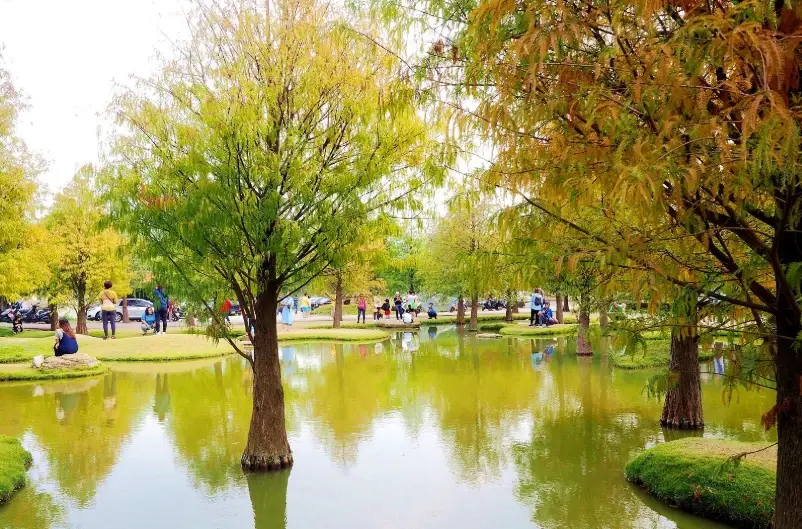 桃園落羽松景點 桃園落羽松景點