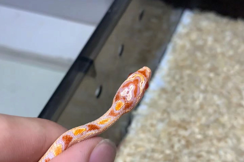 玉米蛇飼養箱佈置