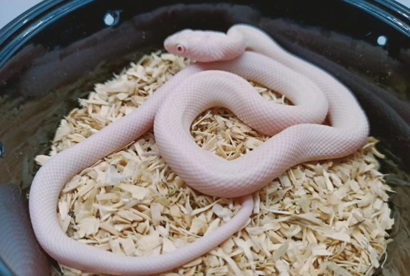 玉米蛇飼養箱佈置