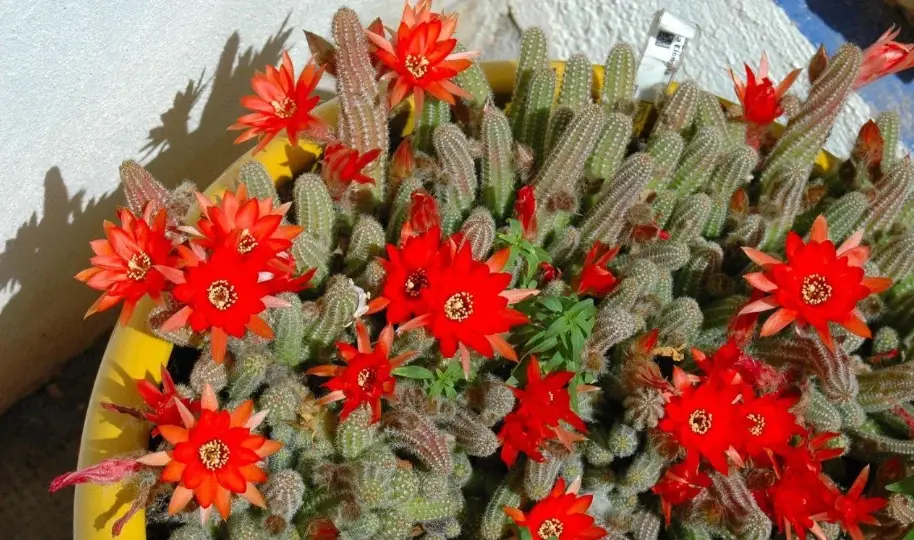 仙人掌不開花 仙人掌不開花