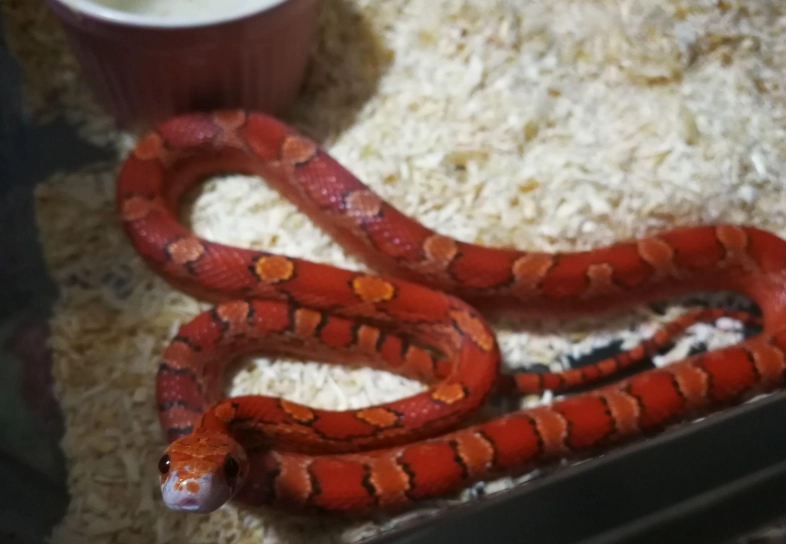 玉米蛇幼蛇餵食