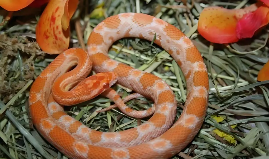 玉米蛇飼養箱佈置