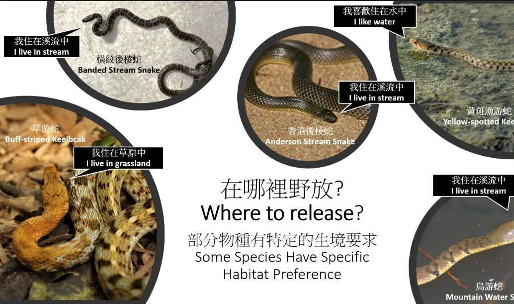 蛇類防治 蛇類防治