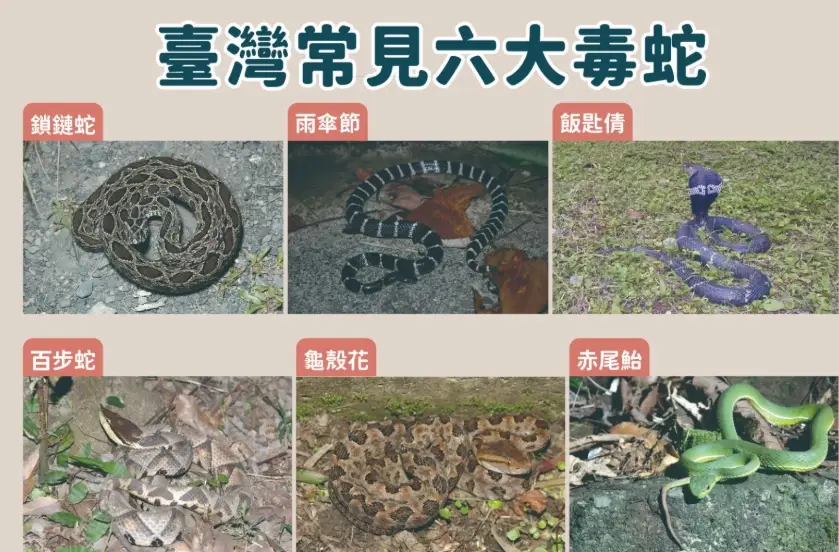 台灣毒蛇 台灣毒蛇