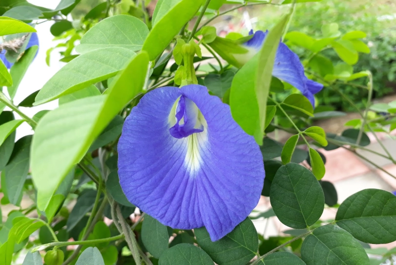 蝶豆花禁忌 蝶豆花禁忌
