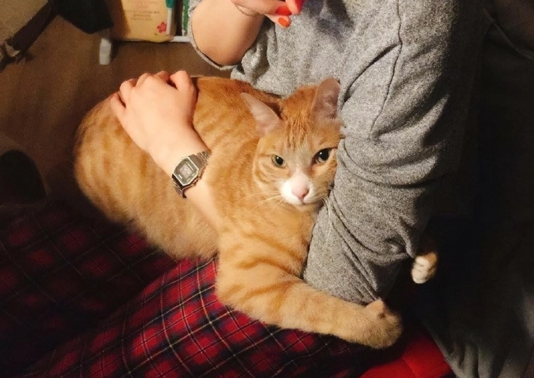 貓咪認主人嗎 貓咪認主人嗎