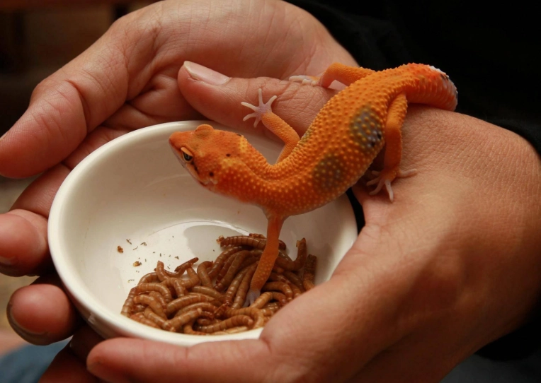 守宮拒食