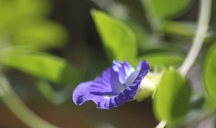 蝶豆花茶 蝶豆花茶