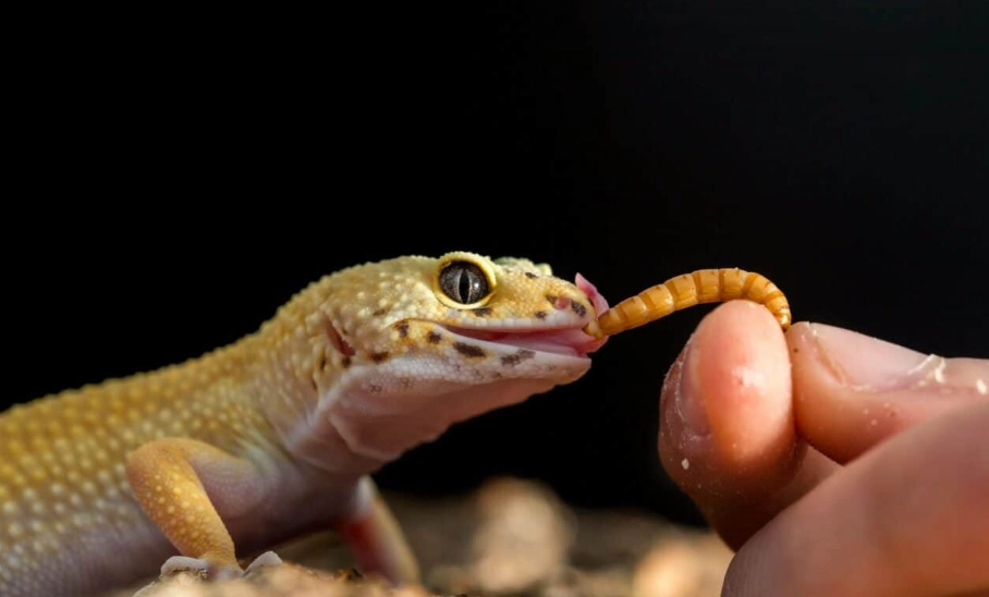 守宮餵食