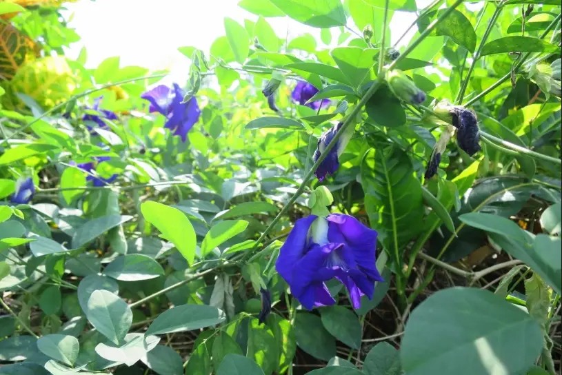 蝶豆花茶 蝶豆花茶