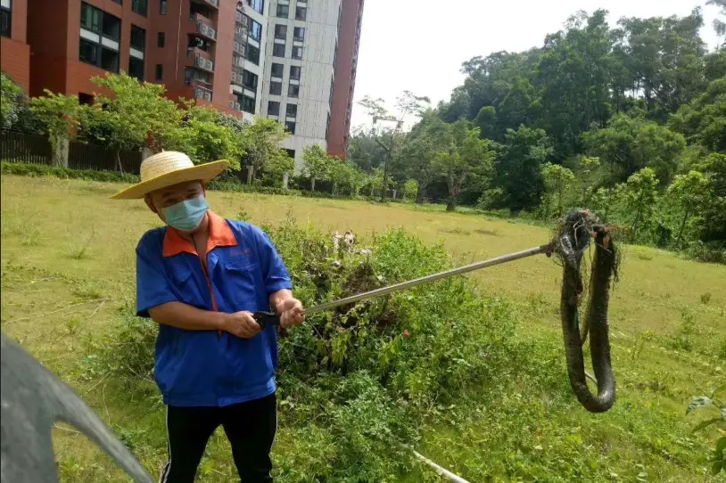 台灣毒蛇 台灣毒蛇