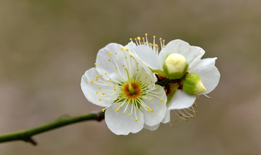 白梅花