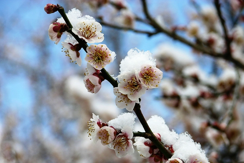 賞梅花期