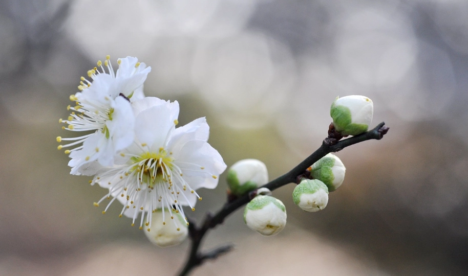 白梅花景點