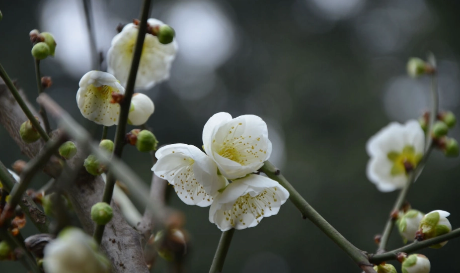 白梅花景點
