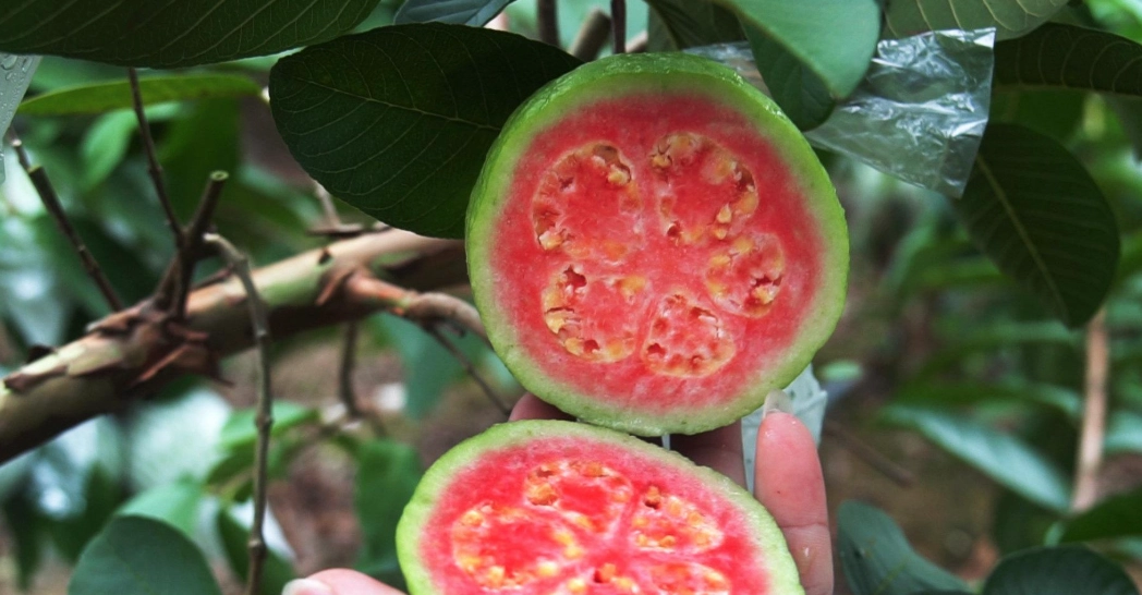 芭樂功效
