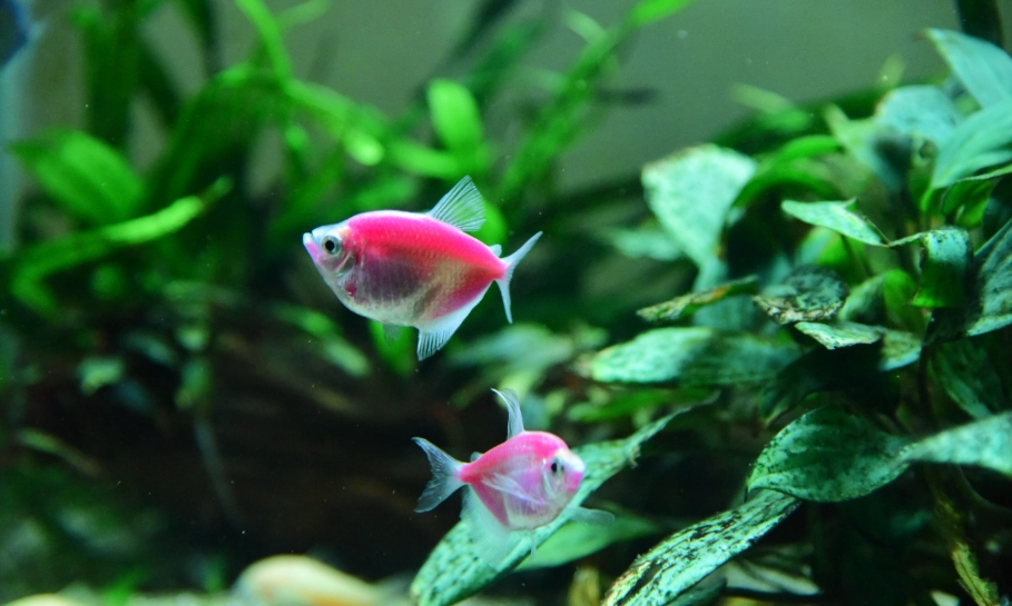 紅花魚料理