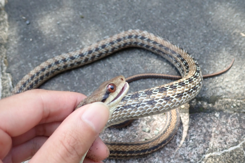 幼蛇飼養 幼蛇飼養