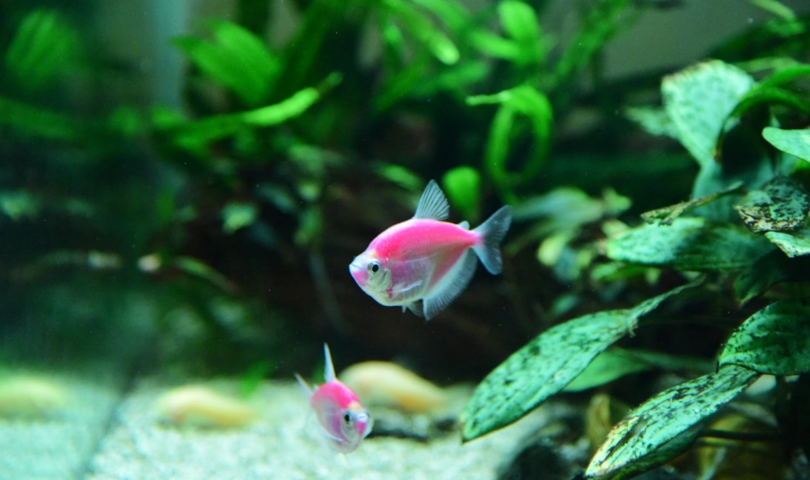 紅花魚怎麼挑