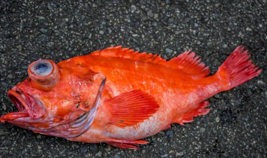紅花魚