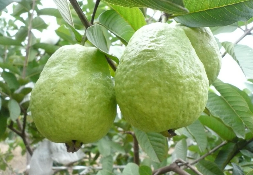 芭樂禁忌