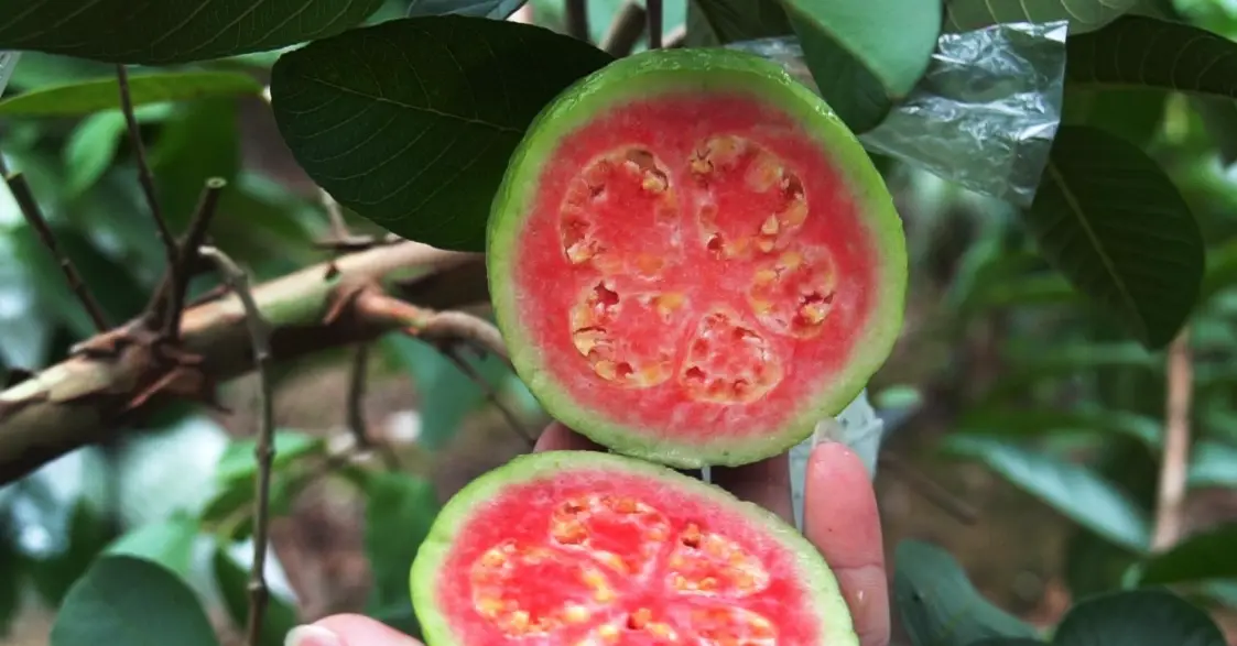 芭樂營養