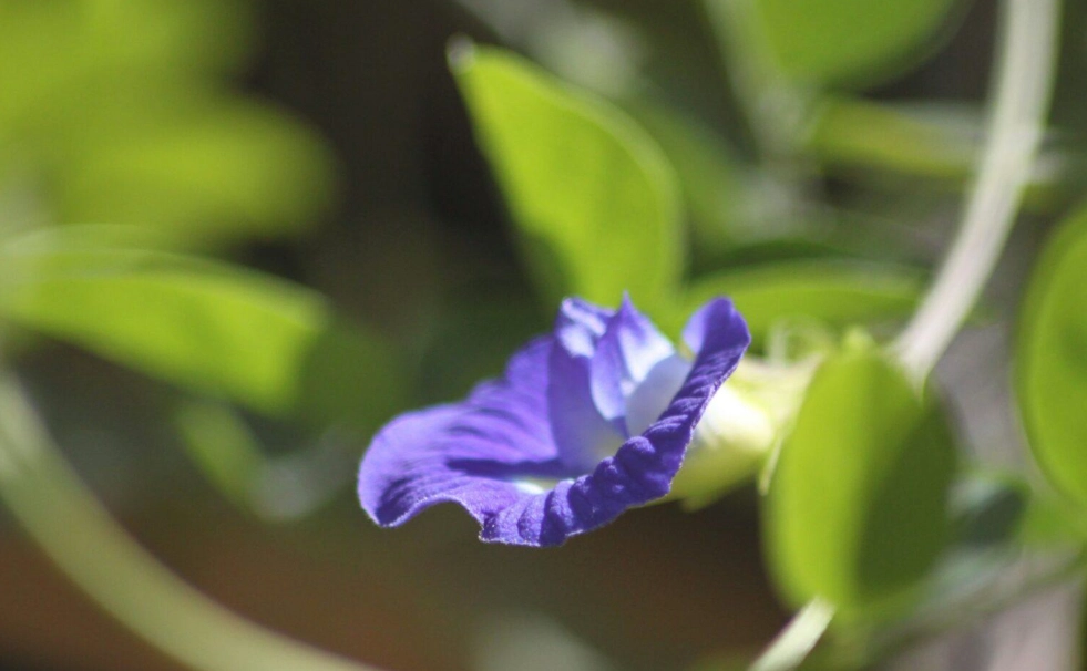 蝶豆花泡法