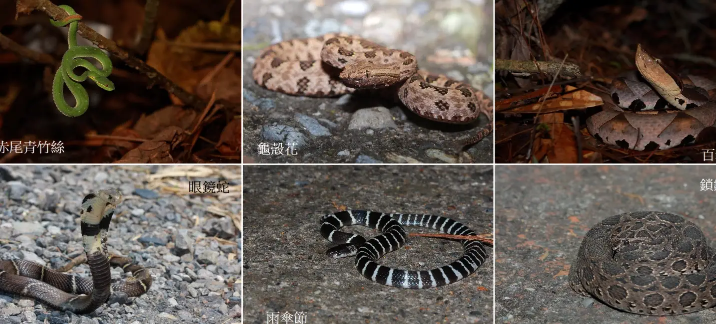 台灣無毒蛇種類 台灣無毒蛇種類