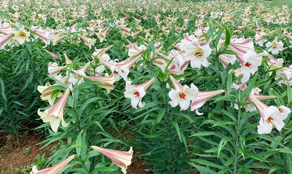 百合球根 百合球根