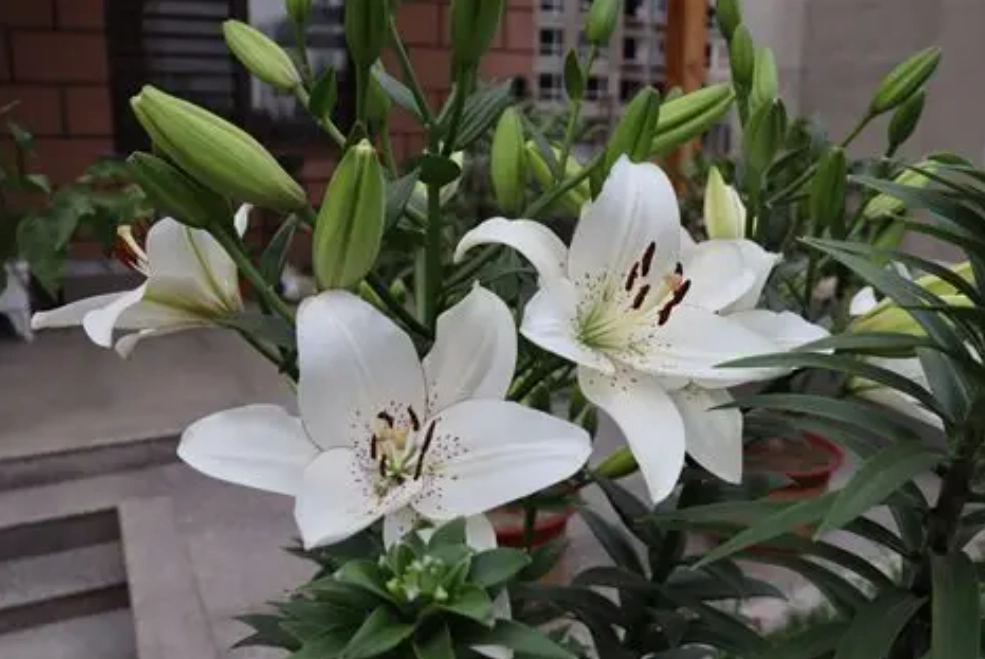 百合球根 百合球根