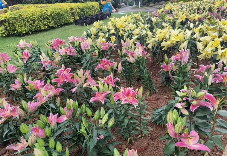 百合種植方法 百合種植方法