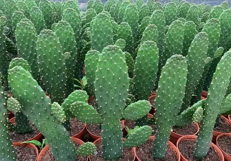 無刺仙人掌品種怎麼挑？8 款不扎手品種與照顧重點