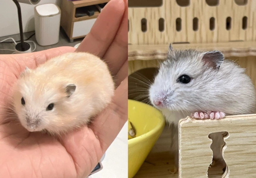 倉鼠安撫
