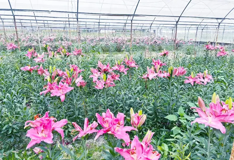 百合種植方法 百合種植方法