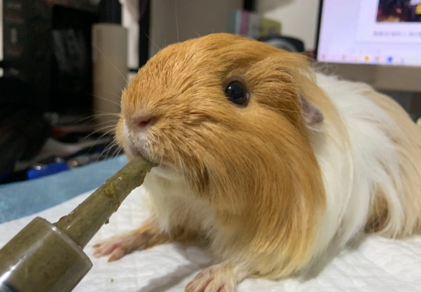 天竺鼠不能吃什麼 天竺鼠不能吃什麼