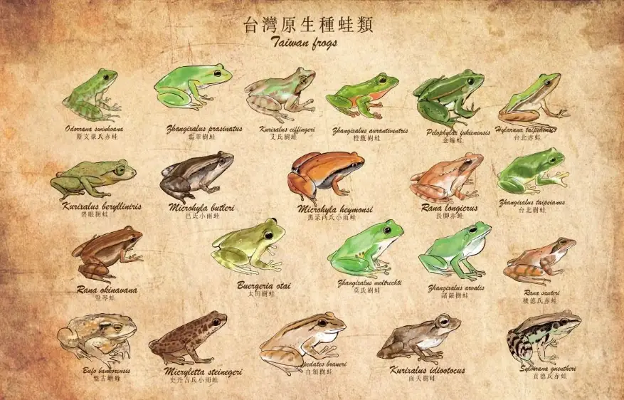 台灣特有種青蛙種類 台灣特有種青蛙種類