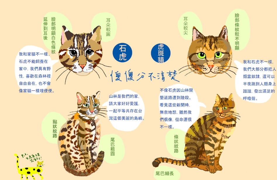 虎斑貓個性 虎斑貓個性