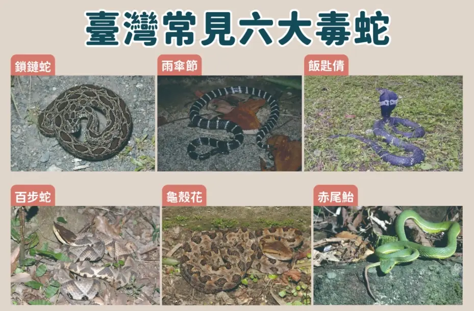 台灣毒蛇種類 台灣毒蛇種類