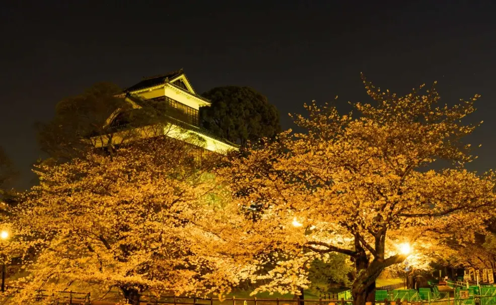 熊本城櫻花 熊本城櫻花