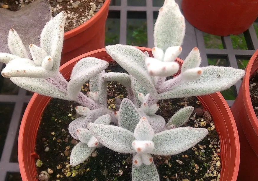 月兔耳照顧