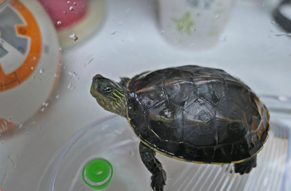 寵物龜飼養
