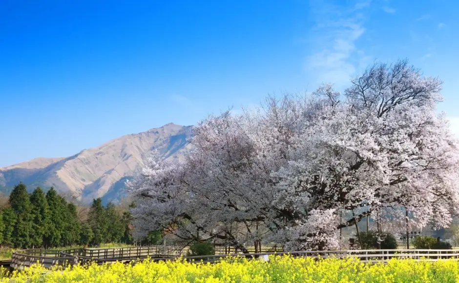 熊本賞櫻景點 熊本賞櫻景點