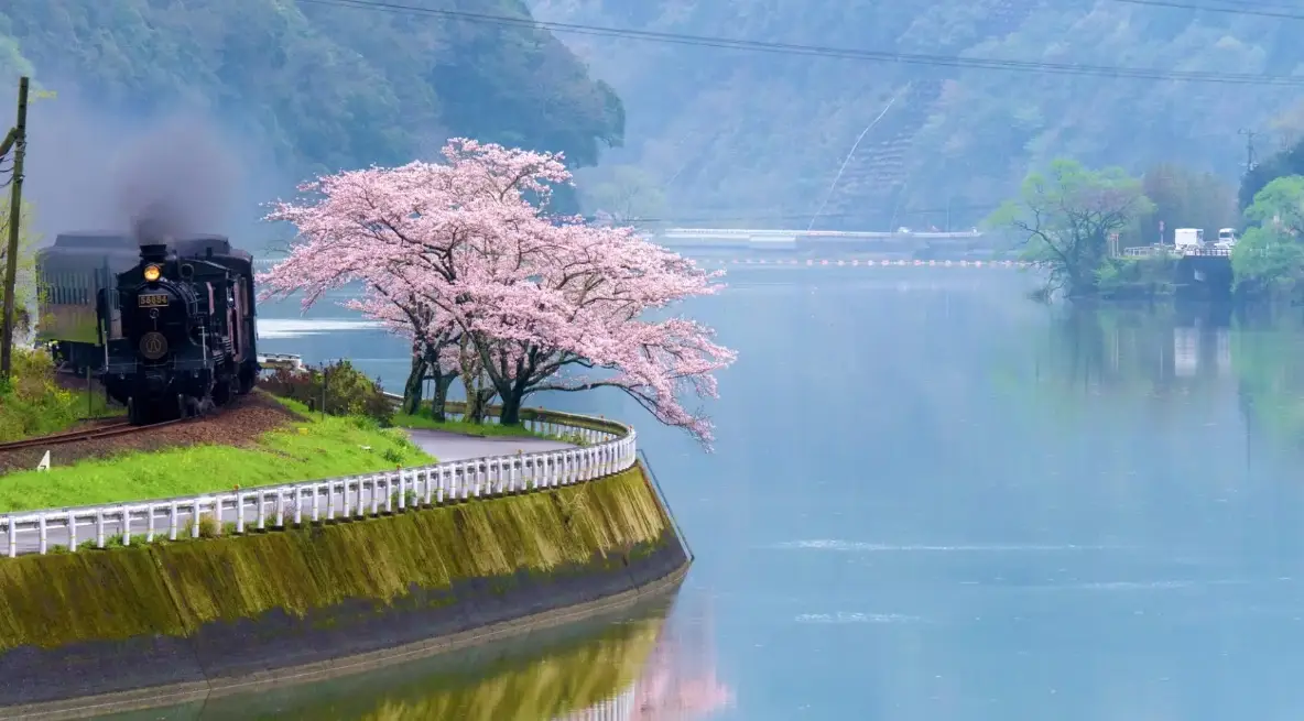 熊本城櫻花 熊本城櫻花