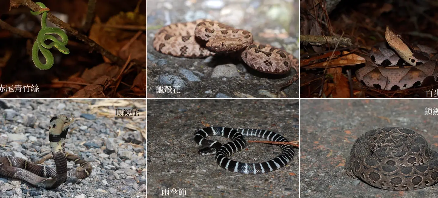 台灣毒蛇種類 台灣毒蛇種類