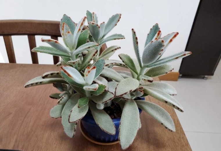 多肉植物澆水